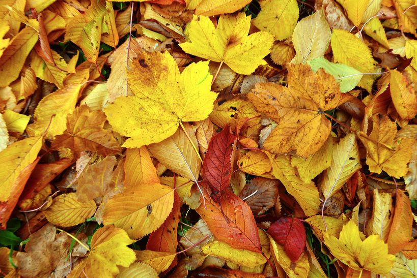 Herbst, bunte Jahreszeit mit Herbstlaub ,Weintrauben, Kastanien, Kürbisse, Nüssen, Eicheln, und vielen mehr!,...