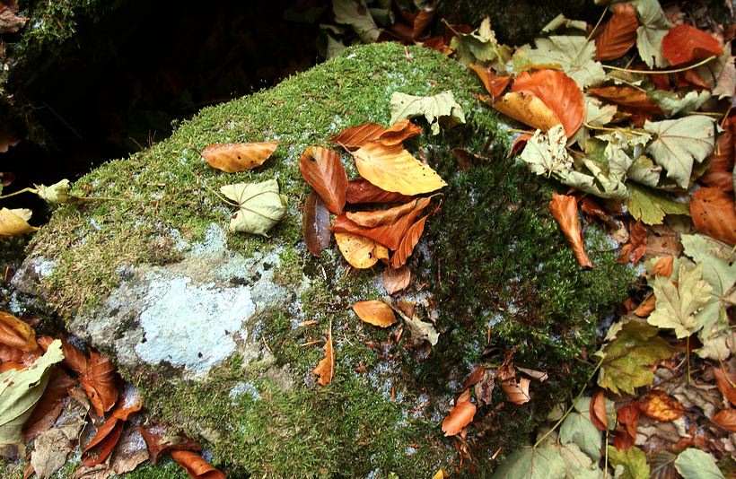 Herbst, bunte Jahreszeit mit Herbstlaub ,Weintrauben, Kastanien, Kürbisse, Nüssen, Eicheln, und vielen mehr!,...