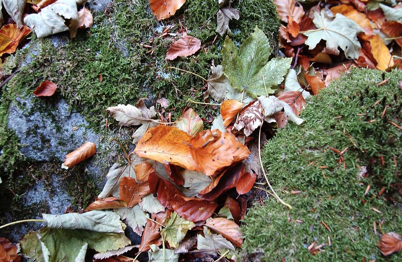 Herbst, bunte Jahreszeit mit Herbstlaub ,Weintrauben, Kastanien, Kürbisse, Nüssen, Eicheln, und vielen mehr!,...