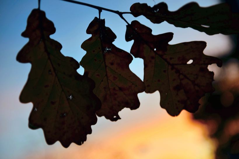 Herbst, bunte Jahreszeit mit Herbstlaub ,Weintrauben, Kastanien, Kürbisse, Nüssen, Eicheln, und vielen mehr!,...