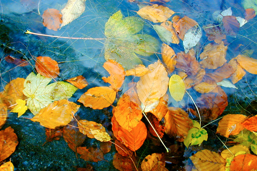 Herbst, bunte Jahreszeit mit Herbstlaub ,Weintrauben, Kastanien, Kürbisse, Nüssen, Eicheln, und vielen mehr!,...