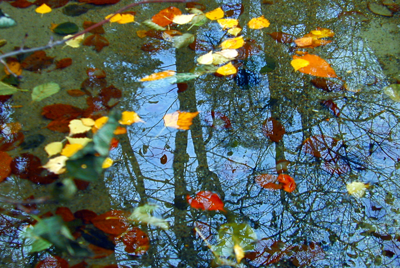 Herbst, bunte Jahreszeit mit Herbstlaub ,Weintrauben, Kastanien, Kürbisse, Nüssen, Eicheln, und vielen mehr!,...