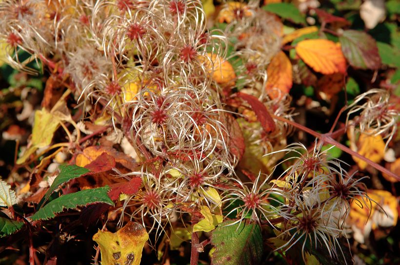 Herbst, bunte Jahreszeit mit Herbstlaub ,Weintrauben, Kastanien, Kürbisse, Nüssen, Eicheln, und vielen mehr!,...