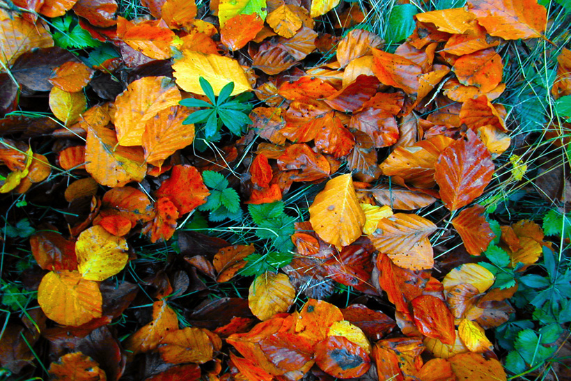 Herbst, bunte Jahreszeit mit Herbstlaub ,Weintrauben, Kastanien, Kürbisse, Nüssen, Eicheln, und vielen mehr!,...