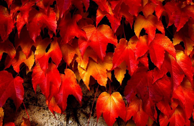 Herbst, bunte Jahreszeit mit Herbstlaub ,Weintrauben, Kastanien, Kürbisse, Nüssen, Eicheln, und vielen mehr!,...