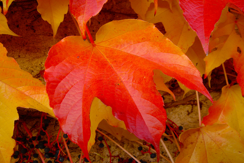 Herbst, bunte Jahreszeit mit Herbstlaub ,Weintrauben, Kastanien, Kürbisse, Nüssen, Eicheln, und vielen mehr!,...