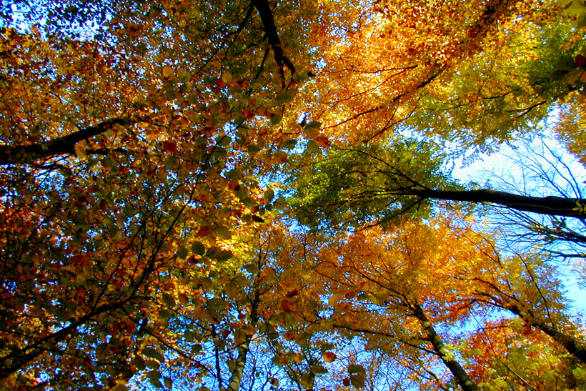 Herbst, bunte Jahreszeit mit Herbstlaub ,Weintrauben, Kastanien, Kürbisse, Nüssen, Eicheln, und vielen mehr!,...