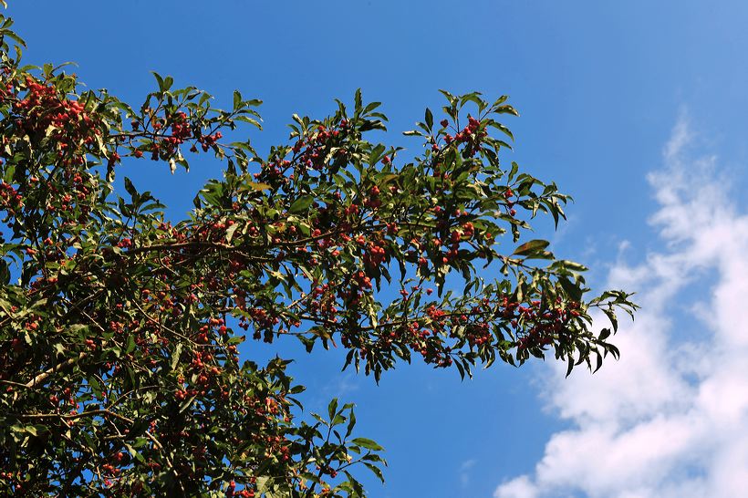 Herbst, bunte Jahreszeit mit Herbstlaub ,Weintrauben, Kastanien, Kürbisse, Nüssen, Eicheln, und vielen mehr!,...