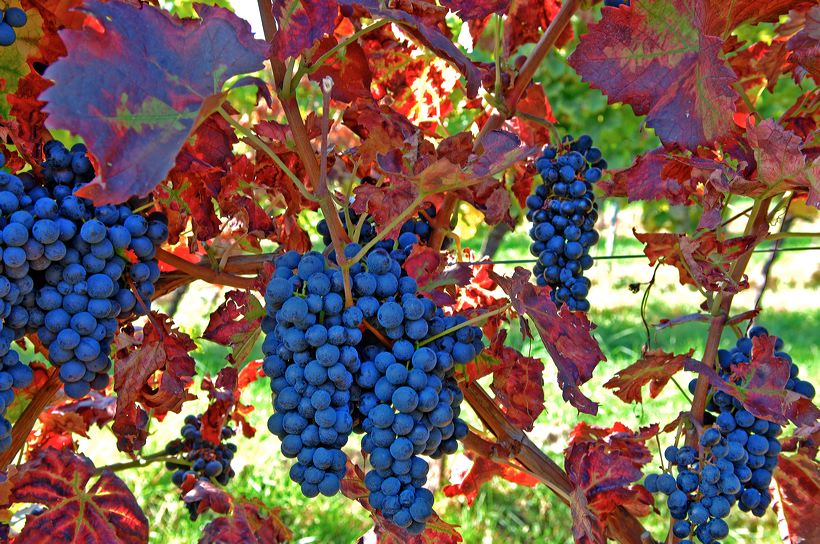 Herbst, bunte Jahreszeit mit Herbstlaub ,Weintrauben, Kastanien, Kürbisse, Nüssen, Eicheln, und vielen mehr!,...