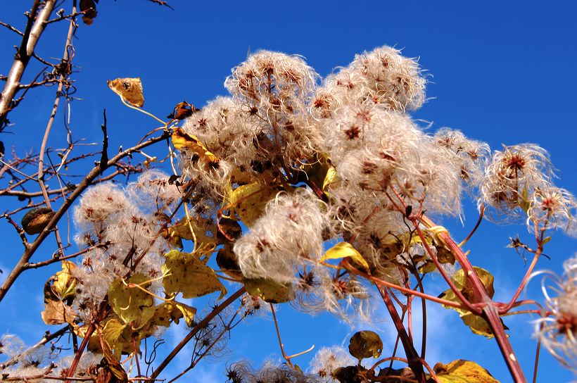 Herbst, bunte Jahreszeit mit Herbstlaub ,Weintrauben, Kastanien, Kürbisse, Nüssen, Eicheln, und vielen mehr!,...