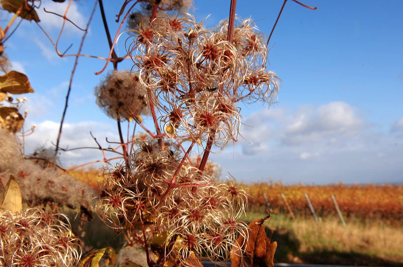 Herbst, bunte Jahreszeit mit Herbstlaub ,Weintrauben, Kastanien, Kürbisse, Nüssen, Eicheln, und vielen mehr!,...