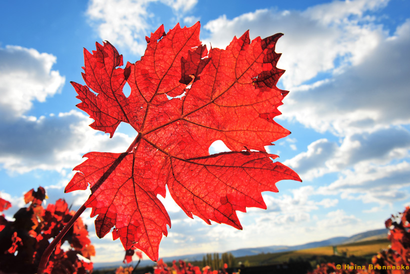 Herbst, bunte Jahreszeit mit Herbstlaub ,Weintrauben, Kastanien, Kürbisse, Nüssen, Eicheln, und vielen mehr!,...
