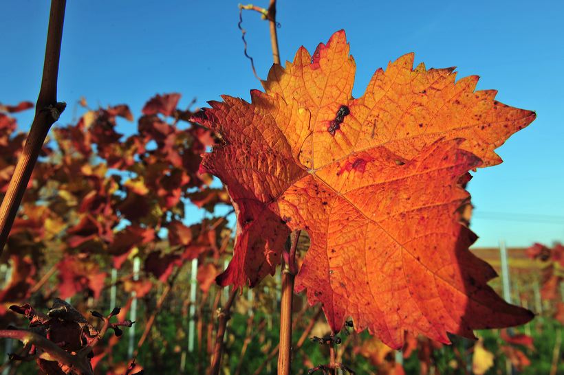 Herbst, bunte Jahreszeit mit Herbstlaub ,Weintrauben, Kastanien, Kürbisse, Nüssen, Eicheln, und vielen mehr!,...