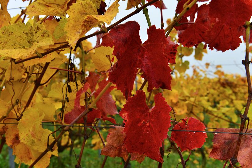 Herbst, bunte Jahreszeit mit Herbstlaub ,Weintrauben, Kastanien, Kürbisse, Nüssen, Eicheln, und vielen mehr!,...