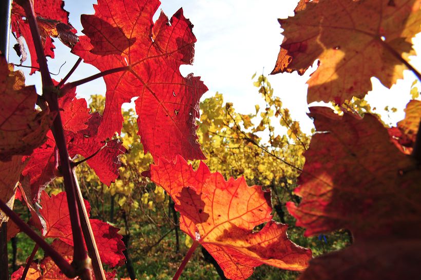 Herbst, bunte Jahreszeit mit Herbstlaub ,Weintrauben, Kastanien, Kürbisse, Nüssen, Eicheln, und vielen mehr!,...