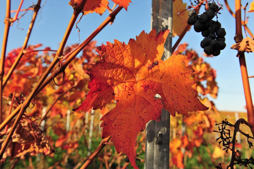 Herbst, bunte Jahreszeit mit Herbstlaub ,Weintrauben, Kastanien, Kürbisse, Nüssen, Eicheln, und vielen mehr!,...