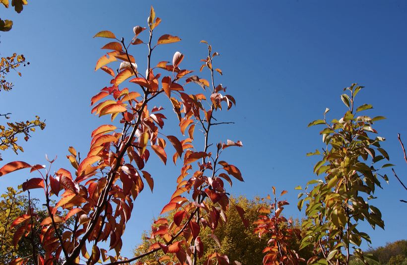 Herbst, bunte Jahreszeit mit Herbstlaub ,Weintrauben, Kastanien, Kürbisse, Nüssen, Eicheln, und vielen mehr!,...