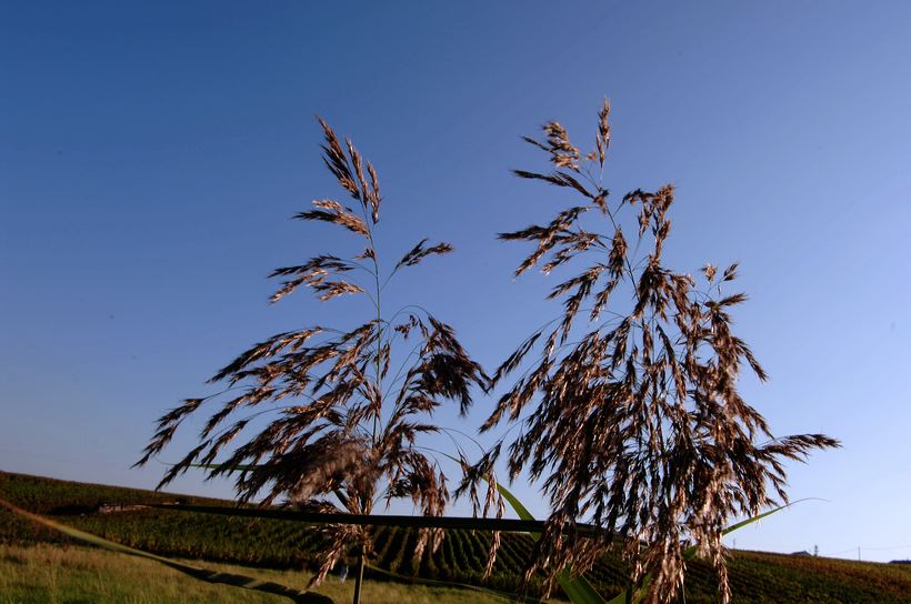 Herbst, bunte Jahreszeit mit Herbstlaub ,Weintrauben, Kastanien, Kürbisse, Nüssen, Eicheln, und vielen mehr!,...