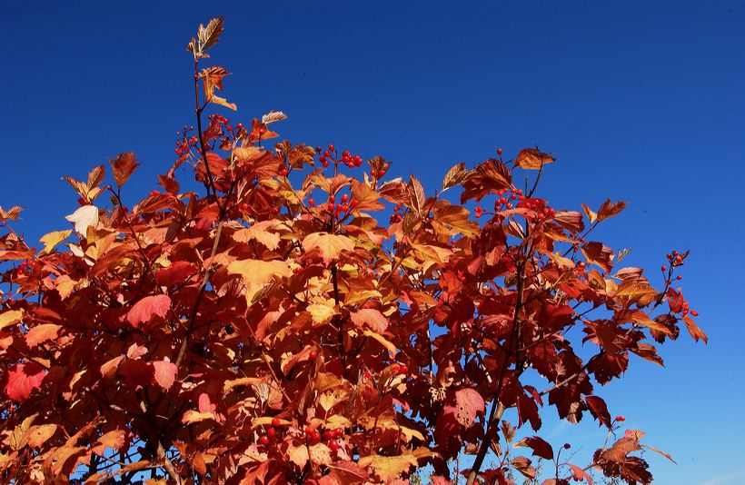 Herbst, bunte Jahreszeit mit Herbstlaub ,Weintrauben, Kastanien, Kürbisse, Nüssen, Eicheln, und vielen mehr!,...