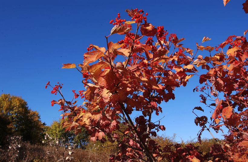 Herbst, bunte Jahreszeit mit Herbstlaub ,Weintrauben, Kastanien, Kürbisse, Nüssen, Eicheln, und vielen mehr!,...