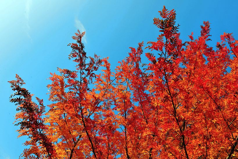 Herbst, bunte Jahreszeit mit Herbstlaub ,Weintrauben, Kastanien, Kürbisse, Nüssen, Eicheln, und vielen mehr!,...