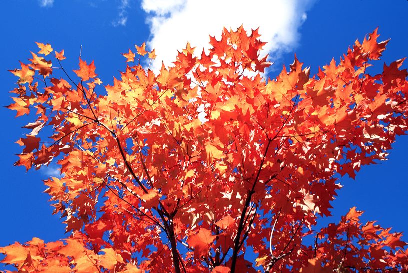 Herbst, bunte Jahreszeit mit Herbstlaub ,Weintrauben, Kastanien, Kürbisse, Nüssen, Eicheln, und vielen mehr!,...