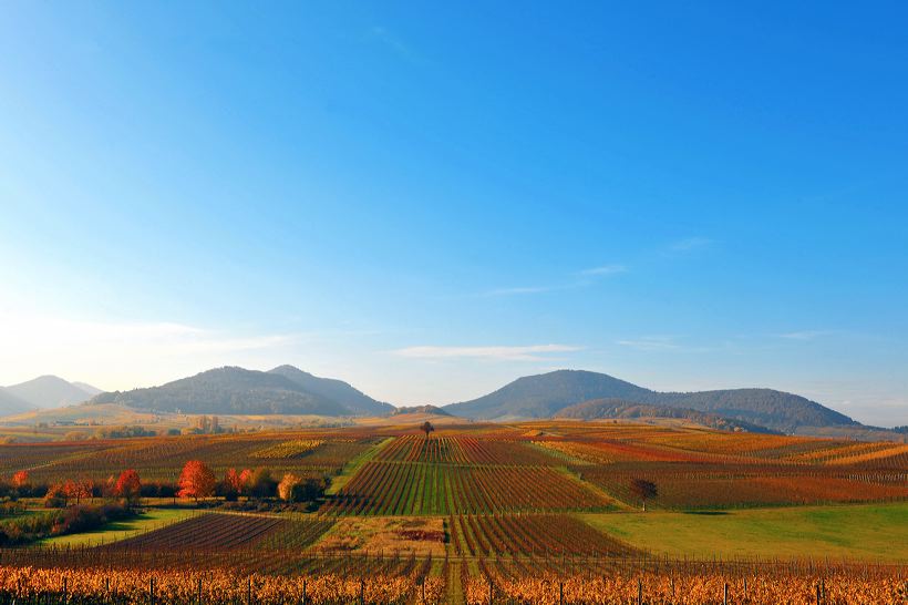 Herbst, bunte Jahreszeit mit Herbstlaub ,Weintrauben, Kastanien, Kürbisse, Nüssen, Eicheln, und vielen mehr!,...