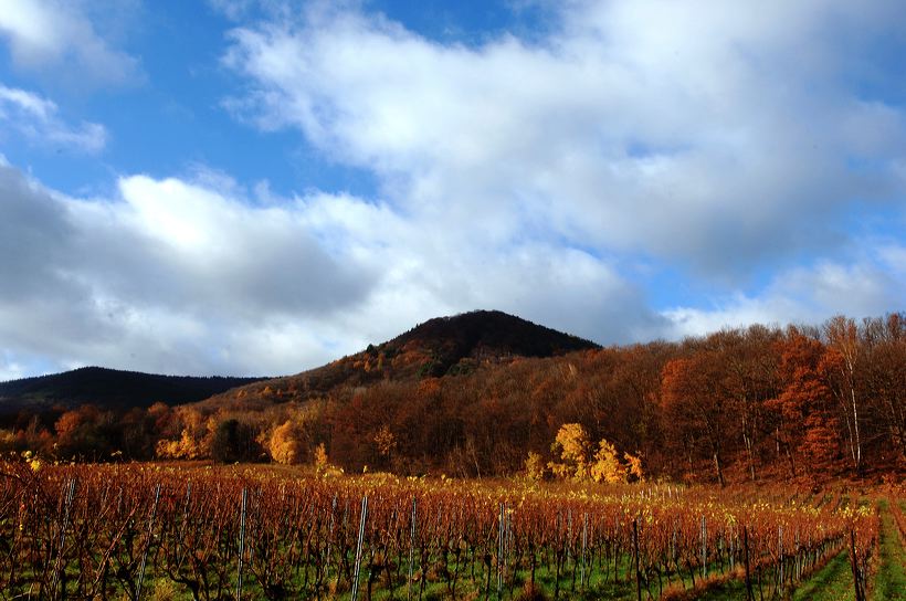 Herbst, bunte Jahreszeit mit Herbstlaub ,Weintrauben, Kastanien, Kürbisse, Nüssen, Eicheln, und vielen mehr!,...