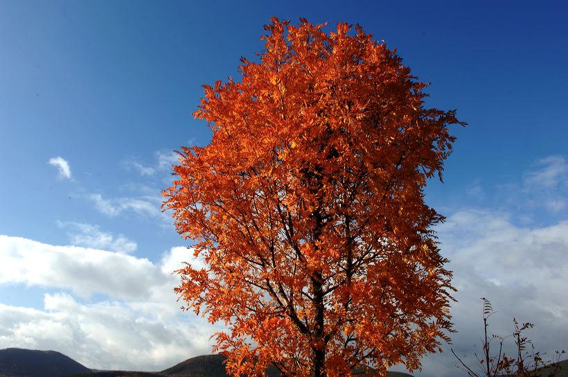 Herbst, bunte Jahreszeit mit Herbstlaub ,Weintrauben, Kastanien, Kürbisse, Nüssen, Eicheln, und vielen mehr!,...