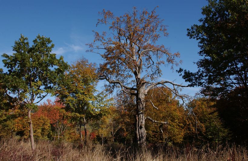 Herbst, bunte Jahreszeit mit Herbstlaub ,Weintrauben, Kastanien, Kürbisse, Nüssen, Eicheln, und vielen mehr!,...