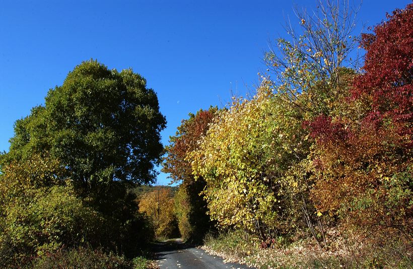 Herbst, bunte Jahreszeit mit Herbstlaub ,Weintrauben, Kastanien, Kürbisse, Nüssen, Eicheln, und vielen mehr!,...