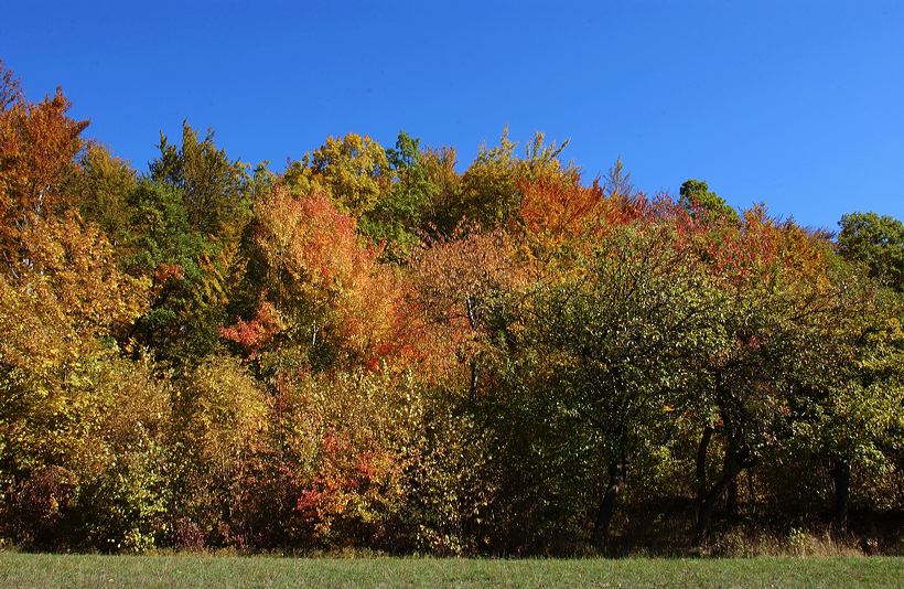 Herbst, bunte Jahreszeit mit Herbstlaub ,Weintrauben, Kastanien, Kürbisse, Nüssen, Eicheln, und vielen mehr!,...