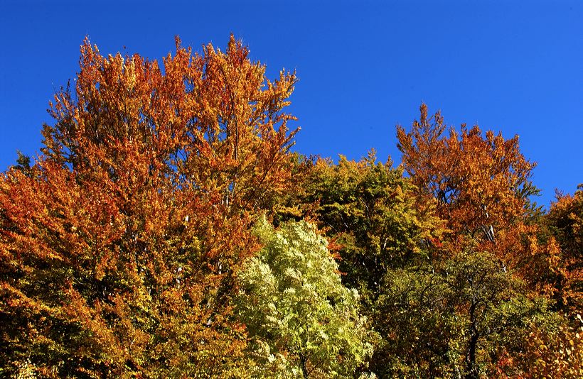 Herbst, bunte Jahreszeit mit Herbstlaub ,Weintrauben, Kastanien, Kürbisse, Nüssen, Eicheln, und vielen mehr!,...