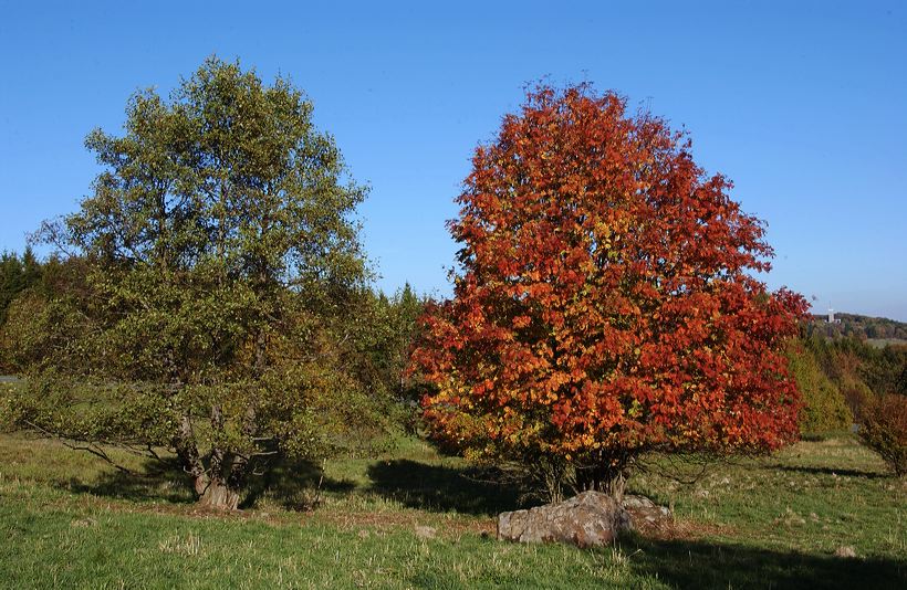 Herbst, bunte Jahreszeit mit Herbstlaub ,Weintrauben, Kastanien, Kürbisse, Nüssen, Eicheln, und vielen mehr!,...