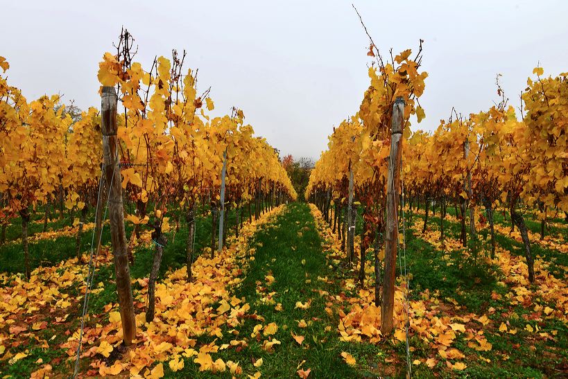 Herbst, bunte Jahreszeit mit Herbstlaub ,Weintrauben, Kastanien, Kürbisse, Nüssen, Eicheln, und vielen mehr!,...