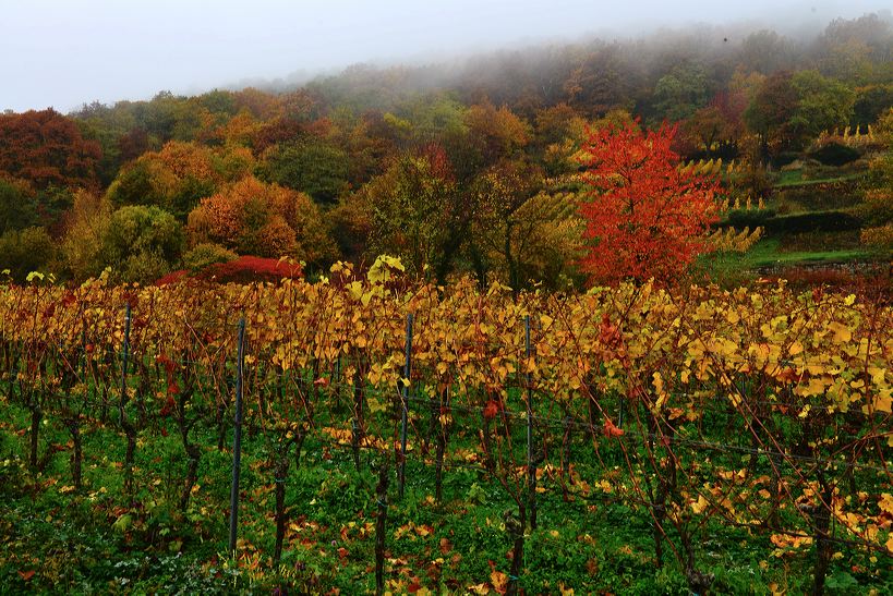 Herbst, bunte Jahreszeit mit Herbstlaub ,Weintrauben, Kastanien, Kürbisse, Nüssen, Eicheln, und vielen mehr!,...