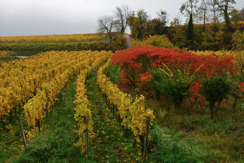 Herbst, bunte Jahreszeit mit Herbstlaub ,Weintrauben, Kastanien, Kürbisse, Nüssen, Eicheln, und vielen mehr!,...