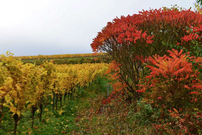 Herbst, bunte Jahreszeit mit Herbstlaub ,Weintrauben, Kastanien, Kürbisse, Nüssen, Eicheln, und vielen mehr!,...