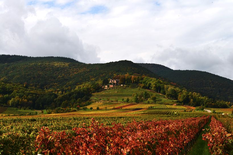 Herbst, bunte Jahreszeit mit Herbstlaub ,Weintrauben, Kastanien, Kürbisse, Nüssen, Eicheln, und vielen mehr!,...