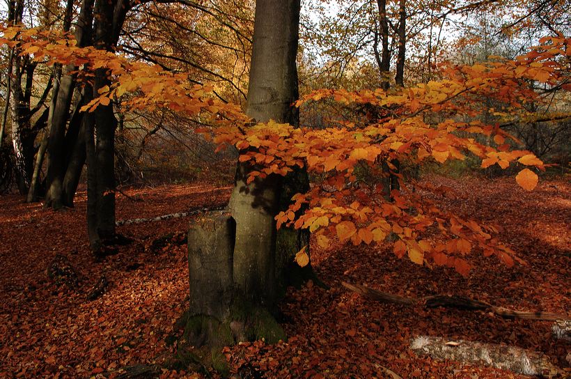 Herbst, bunte Jahreszeit mit Herbstlaub ,Weintrauben, Kastanien, Kürbisse, Nüssen, Eicheln, und vielen mehr!,...