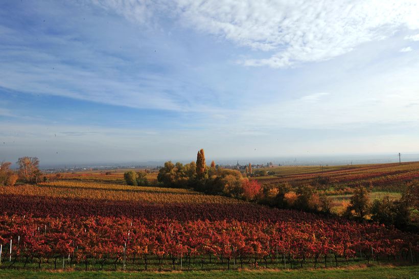 Herbst, bunte Jahreszeit mit Herbstlaub ,Weintrauben, Kastanien, Kürbisse, Nüssen, Eicheln, und vielen mehr!,...