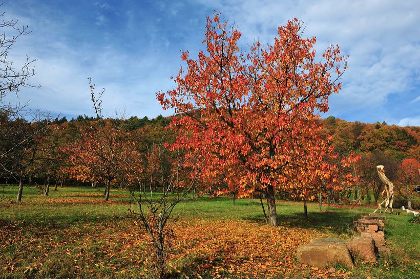 Herbst, bunte Jahreszeit mit Herbstlaub ,Weintrauben, Kastanien, Kürbisse, Nüssen, Eicheln, und vielen mehr!,...