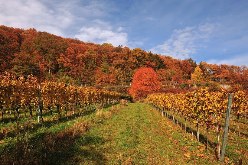 Herbst, bunte Jahreszeit mit Herbstlaub ,Weintrauben, Kastanien, Kürbisse, Nüssen, Eicheln, und vielen mehr!,...