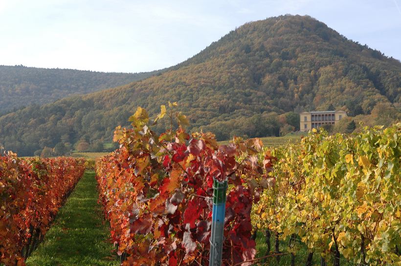 Herbst, bunte Jahreszeit mit Herbstlaub ,Weintrauben, Kastanien, Kürbisse, Nüssen, Eicheln, und vielen mehr!,...