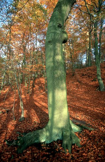 Herbst, bunte Jahreszeit mit Herbstlaub ,Weintrauben, Kastanien, Kürbisse, Nüssen, Eicheln, und vielen mehr!,...