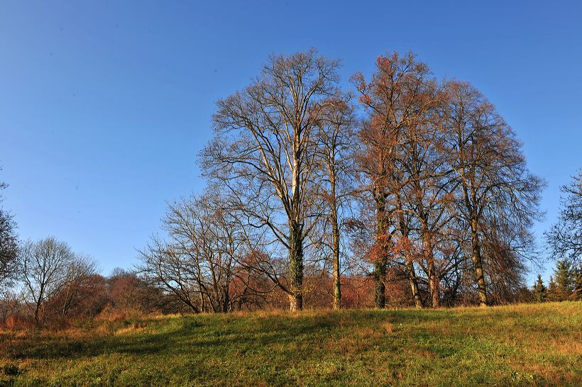 Herbst, bunte Jahreszeit mit Herbstlaub ,Weintrauben, Kastanien, Kürbisse, Nüssen, Eicheln, und vielen mehr!,...