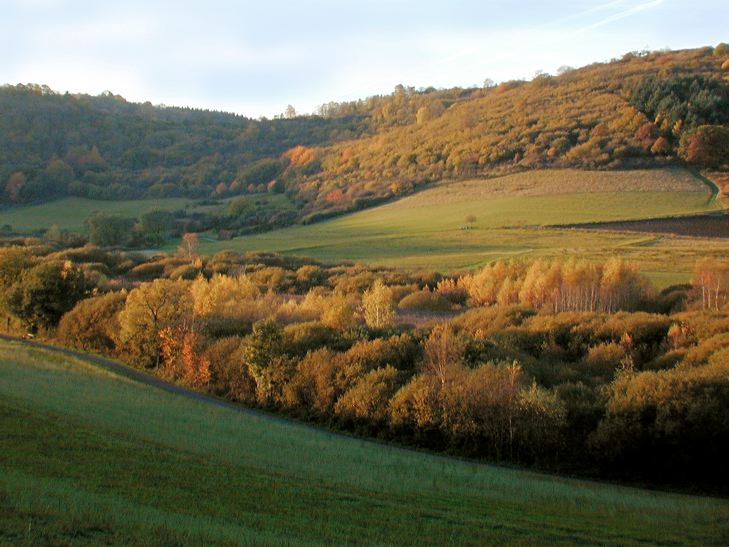 Herbst, bunte Jahreszeit mit Herbstlaub ,Weintrauben, Kastanien, Kürbisse, Nüssen, Eicheln, und vielen mehr!,...