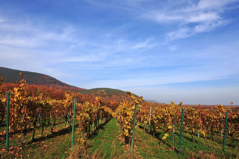 Herbst, bunte Jahreszeit mit Herbstlaub ,Weintrauben, Kastanien, Kürbisse, Nüssen, Eicheln, und vielen mehr!,...