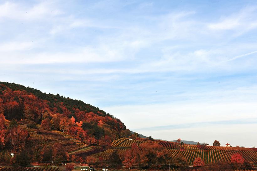 Herbst, bunte Jahreszeit mit Herbstlaub ,Weintrauben, Kastanien, Kürbisse, Nüssen, Eicheln, und vielen mehr!,...