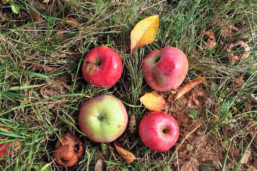 Herbst, bunte Jahreszeit mit Herbstlaub ,Weintrauben, Kastanien, Kürbisse, Nüssen, Eicheln, und vielen mehr!,...